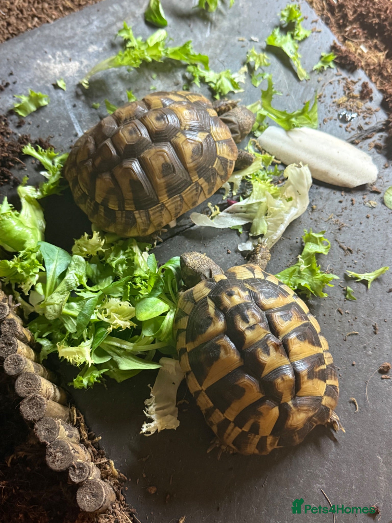 Hermann Tortoise reptiles Herman’s tortoise - Advert 1