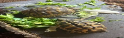 Hermann Tortoise reptiles for sale: Herman’s tortoise - Advert 1