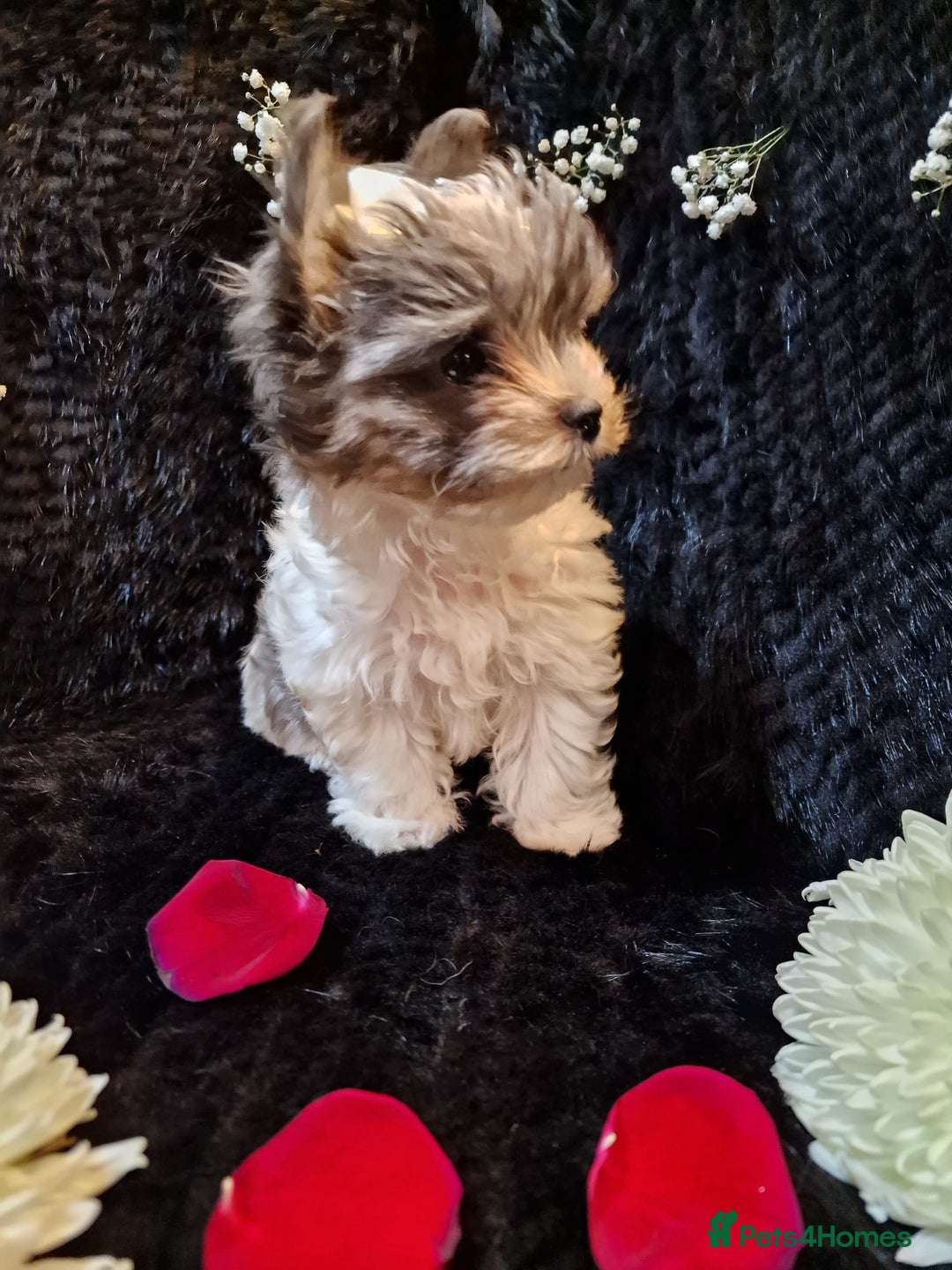 Yorkshire Terrier dogs for sale: Luxury Yorkshire Terrier Puppies/Home Raised/IHR   - Advert 14