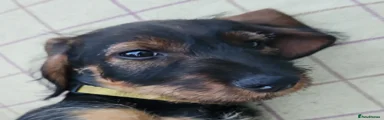 Dachshund 2