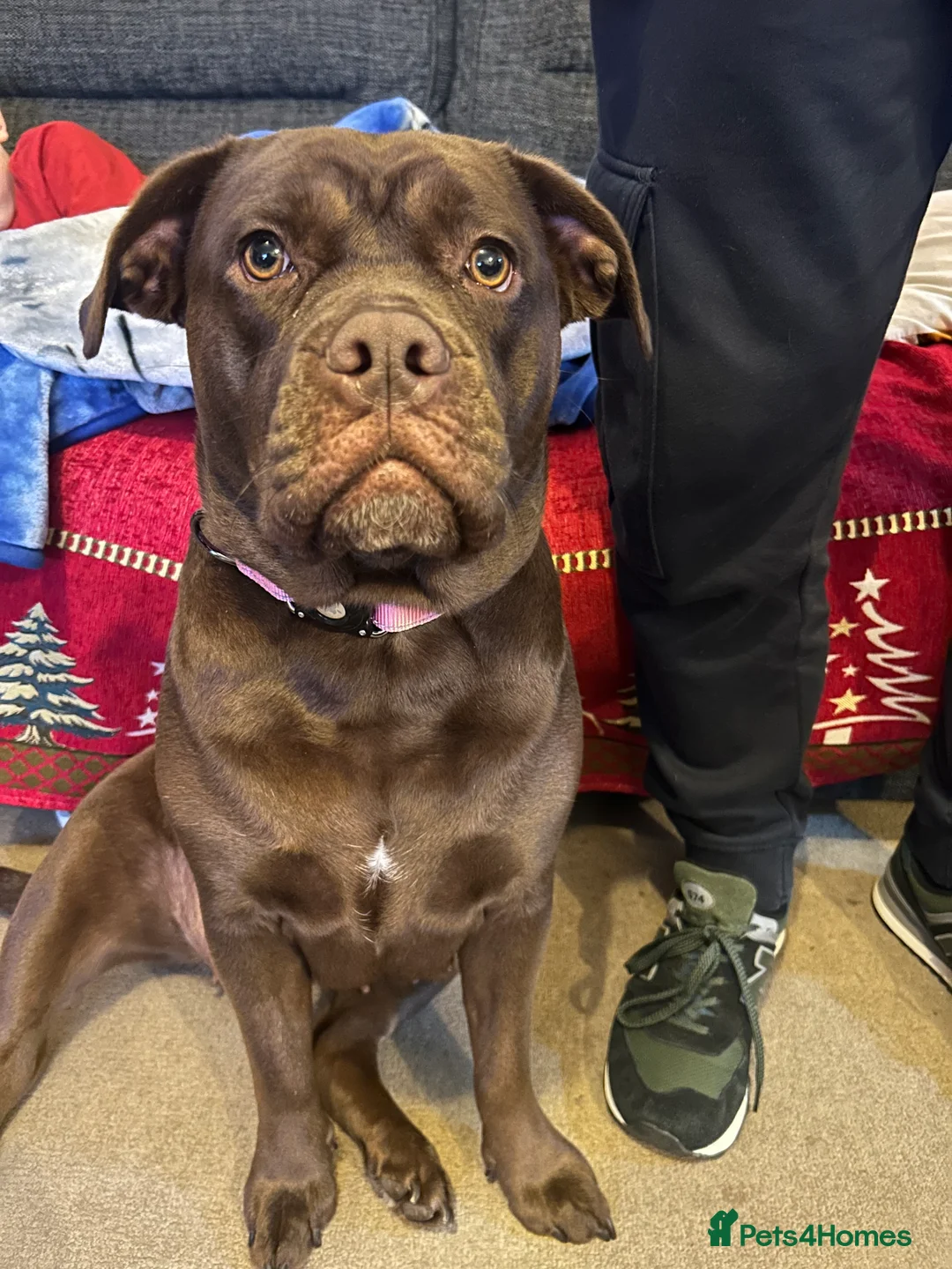 Mixed Breed dogs for sale: Bullador  - Advert 1