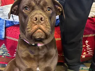 Mixed Breed dogs Bullador - Advert 1