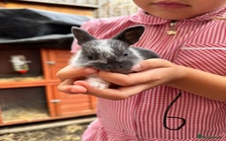 Mixed Breed rabbits for sale: Mixed breed baby bunnies  - Image 7