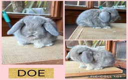 Mini Lop rabbits for sale: Mini lop girls ready to reserve  - Image 1