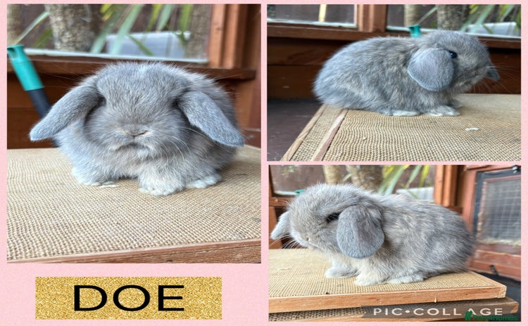 Mini Lop rabbits - Advert 2