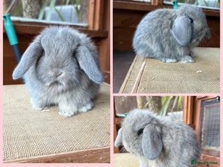 Mini Lop rabbits - Advert 1