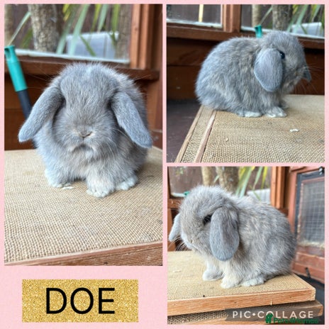 Mini Lop rabbits - Advert 3