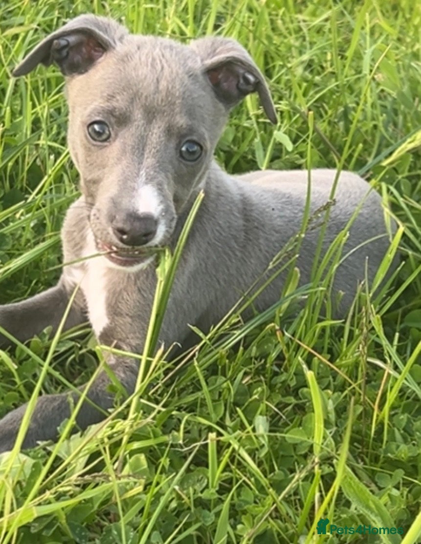Mixed Breed dogs for sale: Italian greyhound/whippet in Maryport - Advert 10