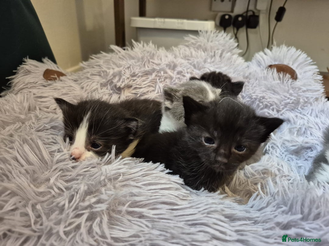 Ragdoll cats for sale: Ragdoll X Kittens  - Image 21