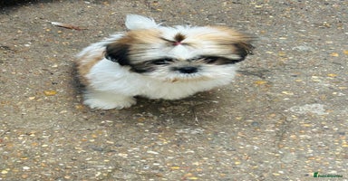 Shih Tzu dogs - Advert 3