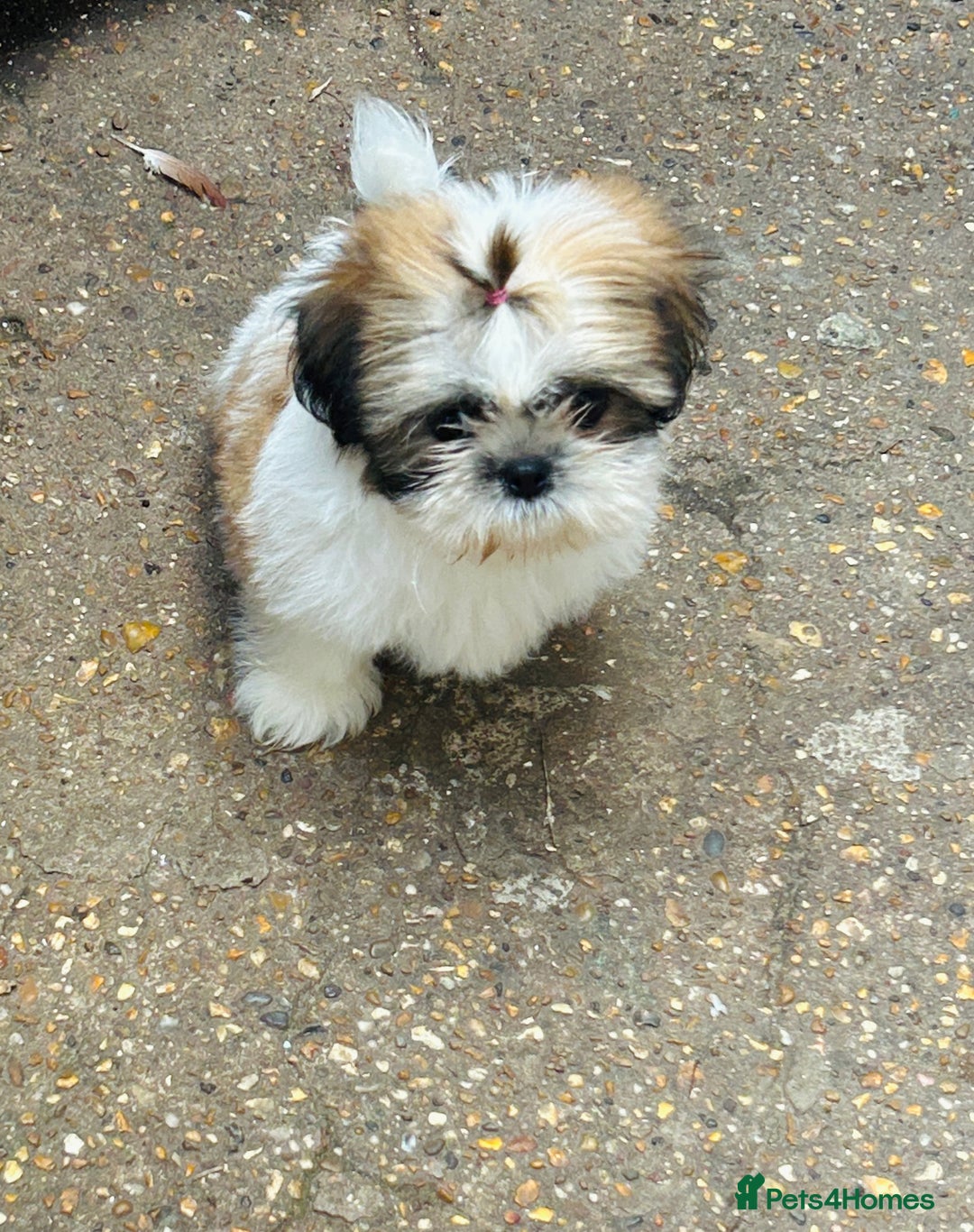 Shih Tzu dogs for sale: Beautiful shih Tzu puppies - Image 5