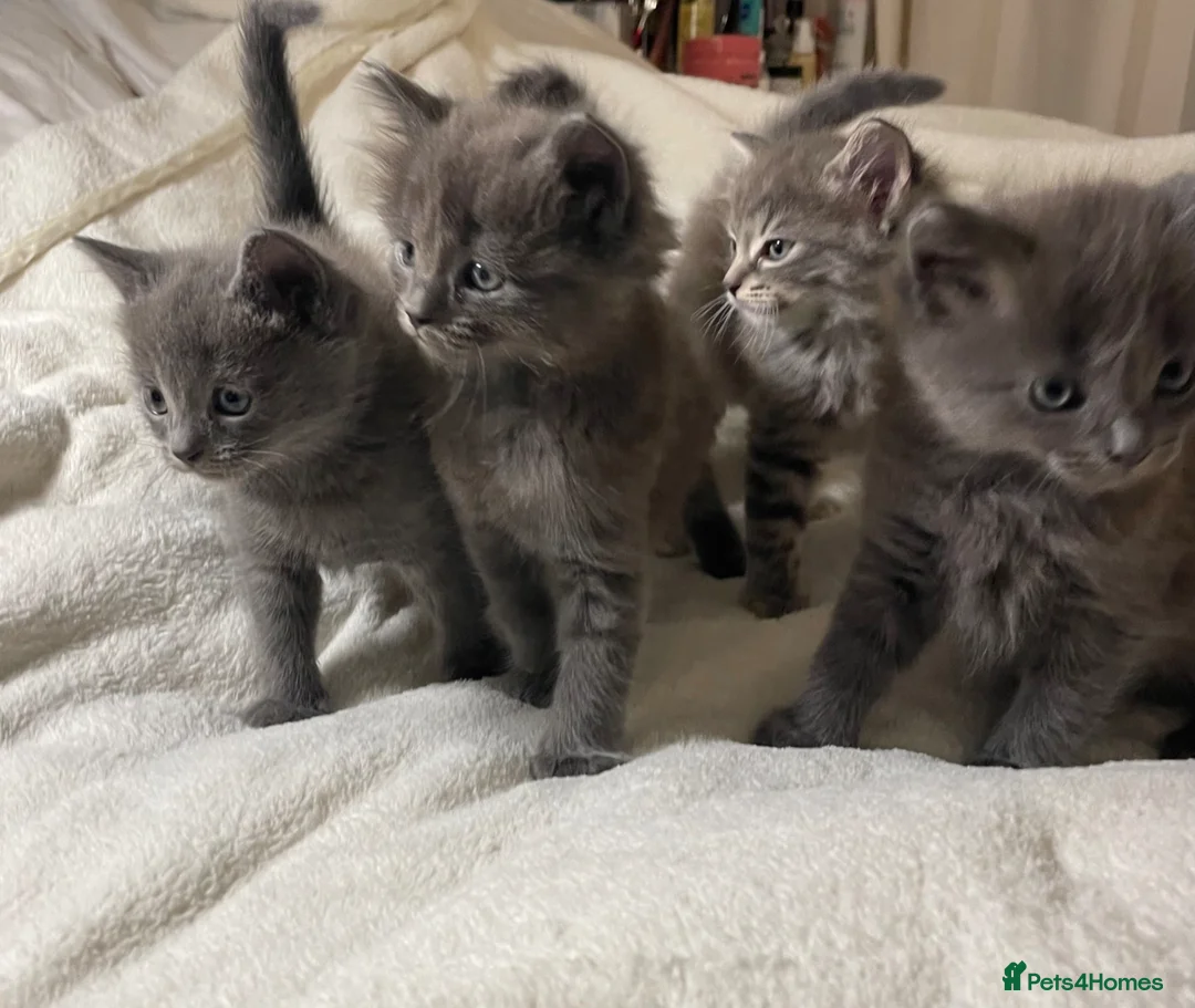 Ragdoll cats for stud: Rare Beautiful Lilac Ragdoll for Stud  - Advert 3