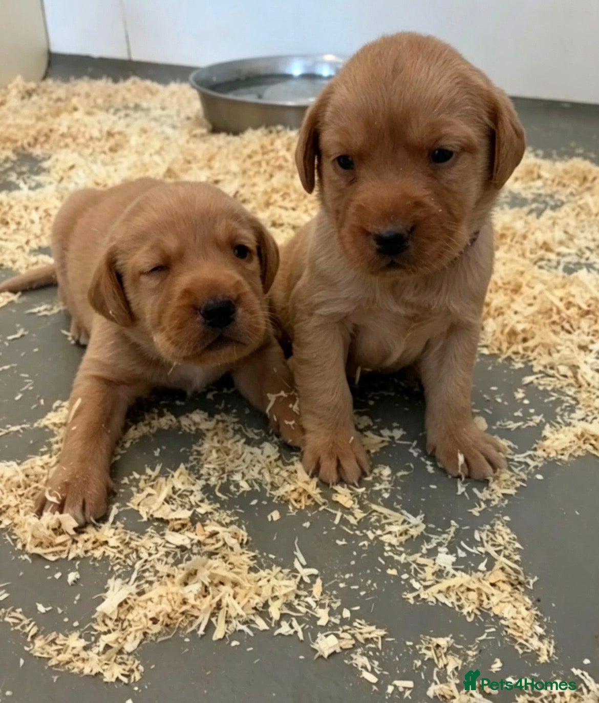 Labrador Retriever dogs 5 kc Labrador pups  - Advert 18