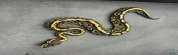 Python Snake reptiles for sale: Ball pythons  in Felixstowe - Advert 3