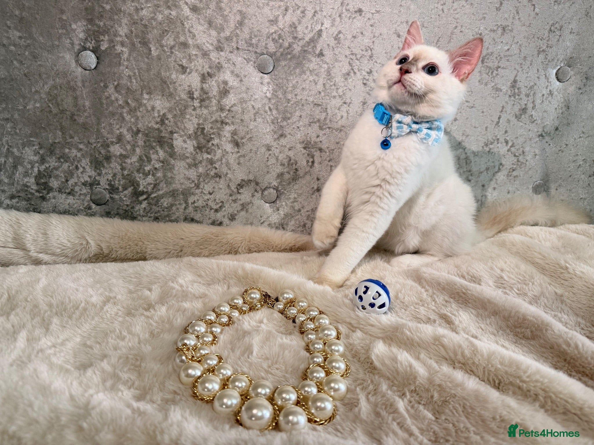 Ragdoll cats 🌟Stunning TICA🌟PKD/HCM ✅ 💕 Ragdoll Kittens 🌟 - Advert 1