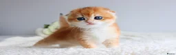 Scottish Fold cats for sale: Rare & Exclusive Golden Chinchilla Babies  - Advert 4