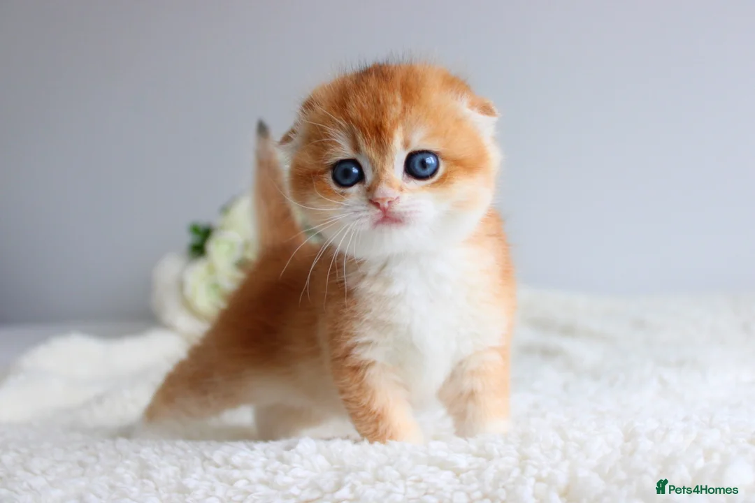 Scottish Fold cats for sale: Rare & Exclusive Golden Chinchilla Babies  - Advert 1