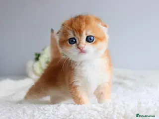 Scottish Fold cats Rare & Exclusive Golden Chinchilla Babies - Advert 9