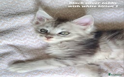 Maine Coon cats for sale: 2 MaineCoon boys - Image 1