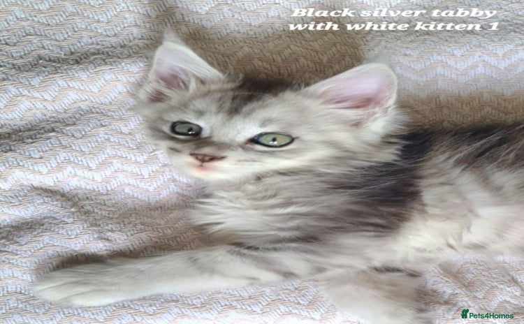 Maine Coon cats - Advert 2
