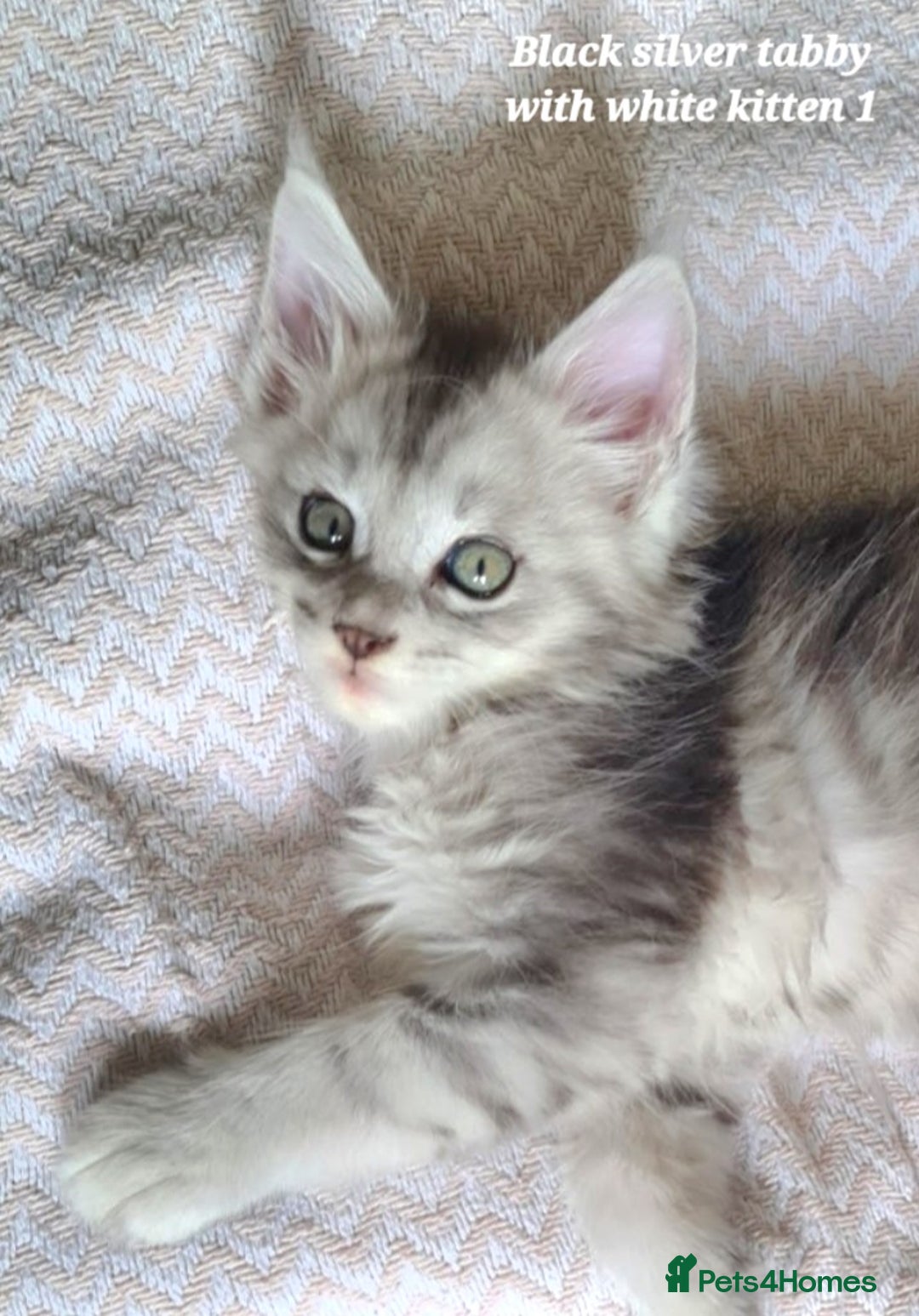 Maine Coon cats for sale: 2 MaineCoon boys - Image 1