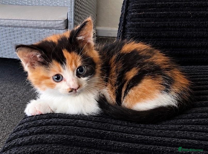 American Shorthair cats for sale: Kitten  - Advert 6