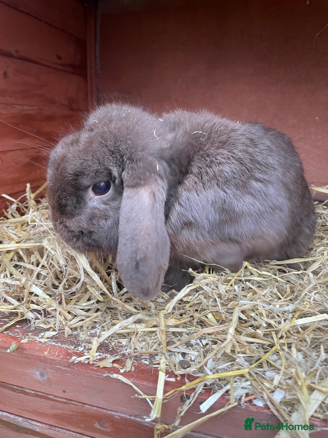 Dutch rabbits for sale: All mixed rabbits £60 each open to offers  - Advert 17