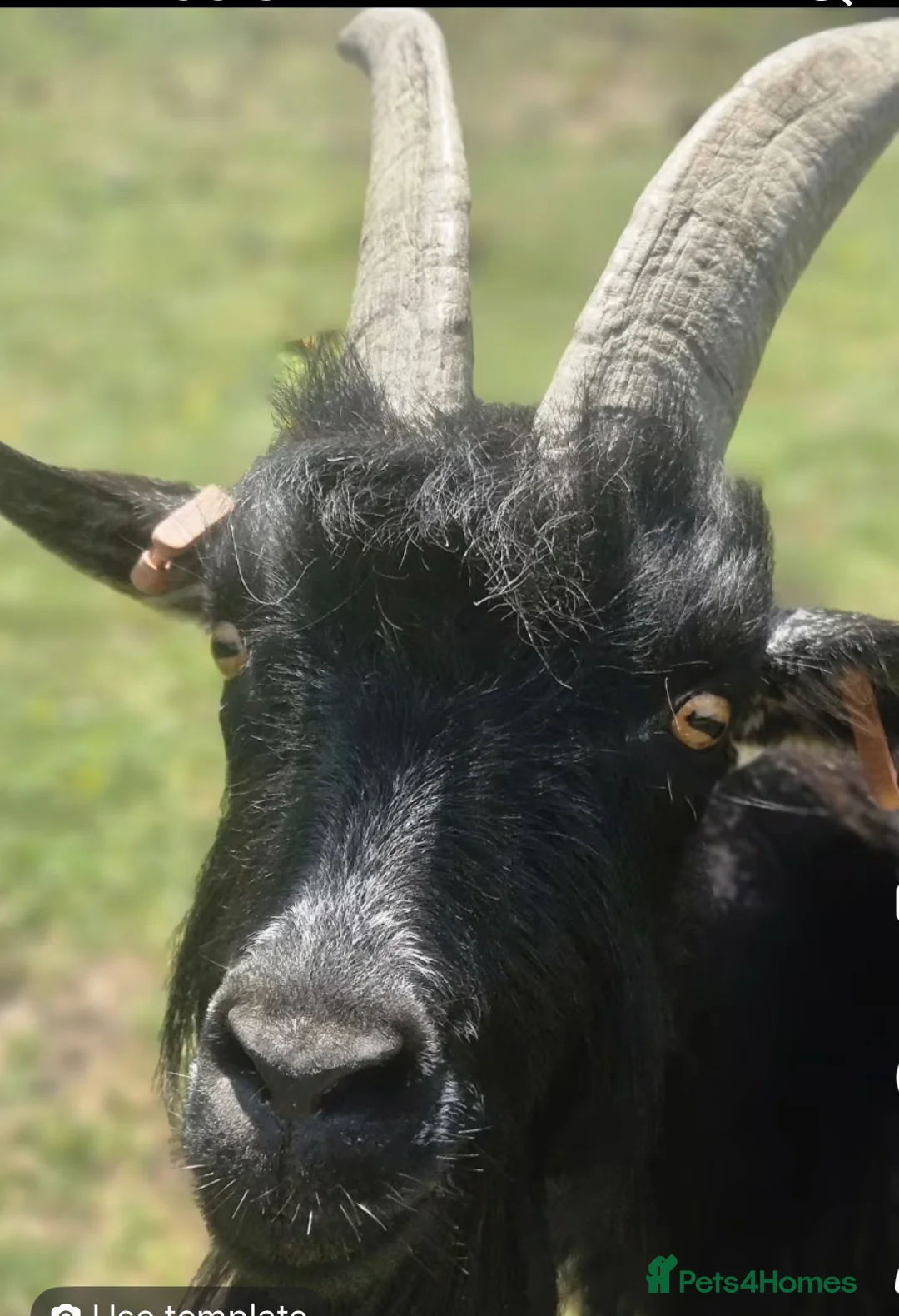 Goats livestock for sale: TWO GREAT PYGMY GOAT WETHERS  - Advert 2