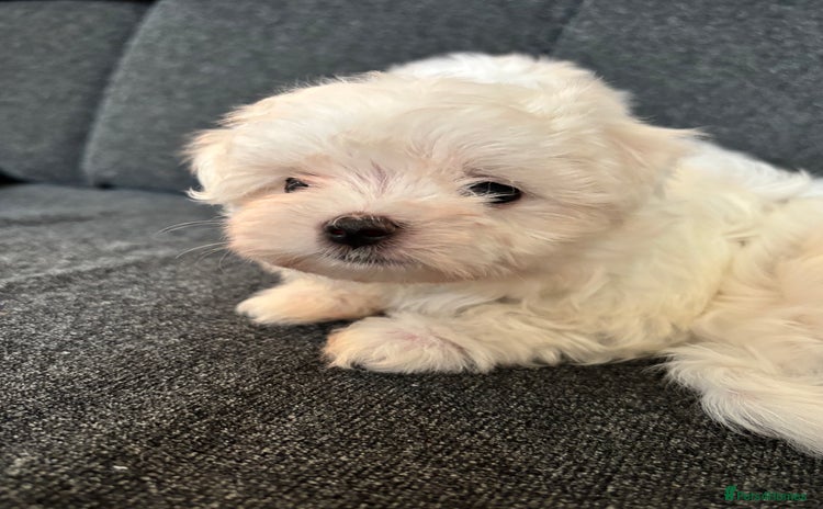 Maltese dogs - Advert 2