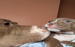 Mixed Breed dogs for sale: American bulldog x staffie, Ready to leave!! - Image 4