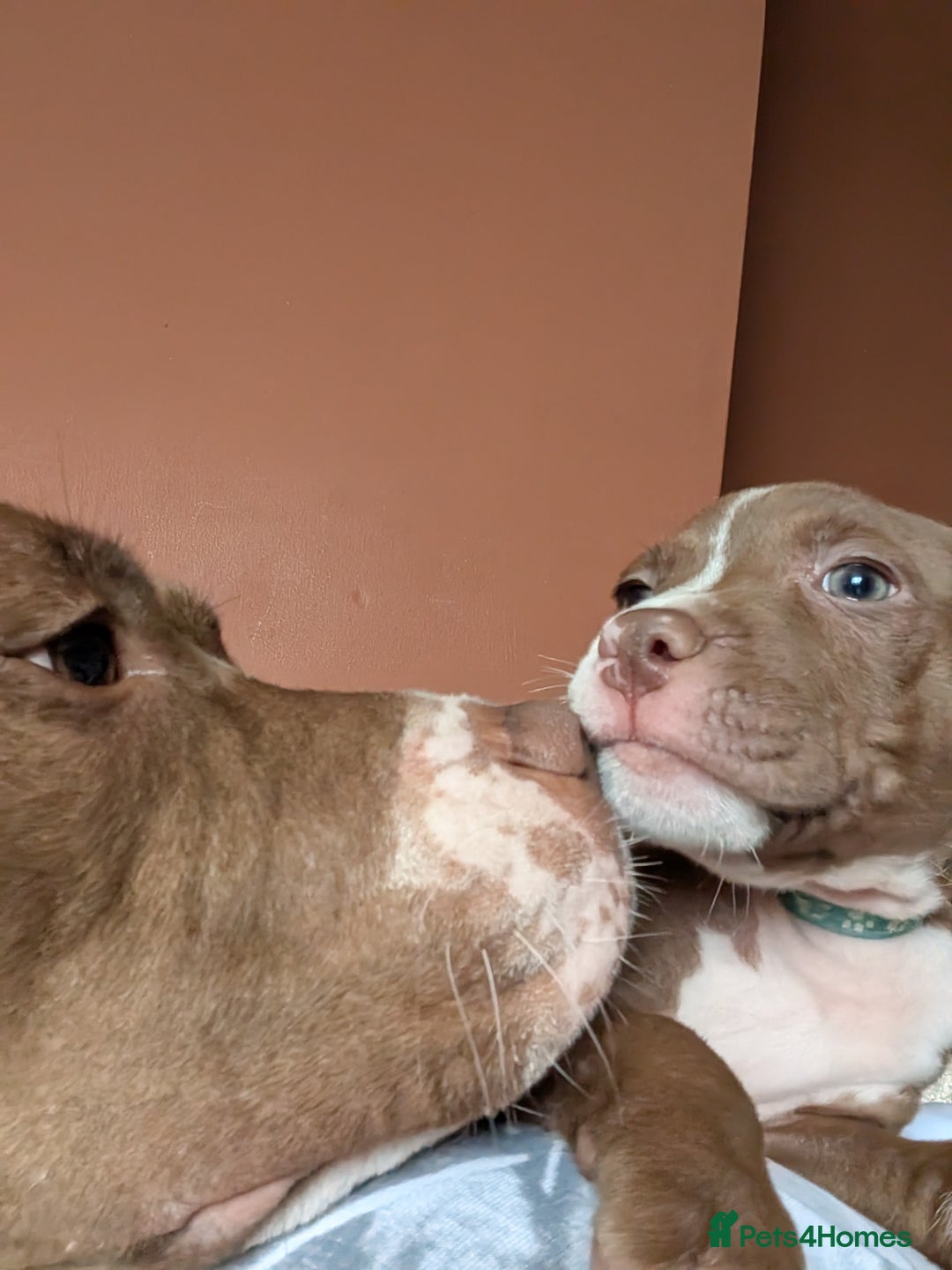 Mixed Breed dogs for sale: American bulldog x staffie, Ready to leave!! - Image 4