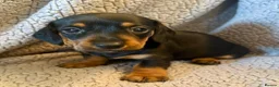 Miniature Dachshund dogs for sale: STUNNING SMOOTH HAIR MINI DACHSHUND PUPPIES  - Advert 8