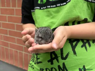 Chinchilla rodents Little Girl - Advert 1