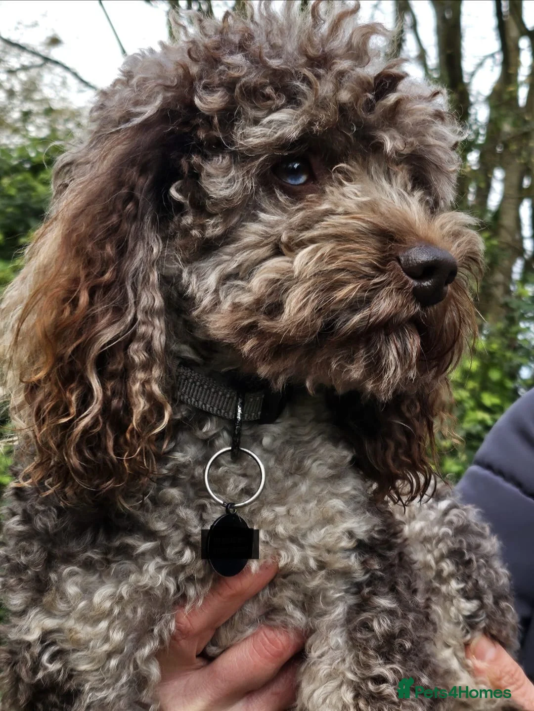 Cockapoo dogs for sale: Beautiful F2 Cockapoo puppies - Advert 2