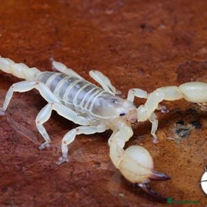 Scorpions invertebrates Golden Desert Scorpion - Advert 2