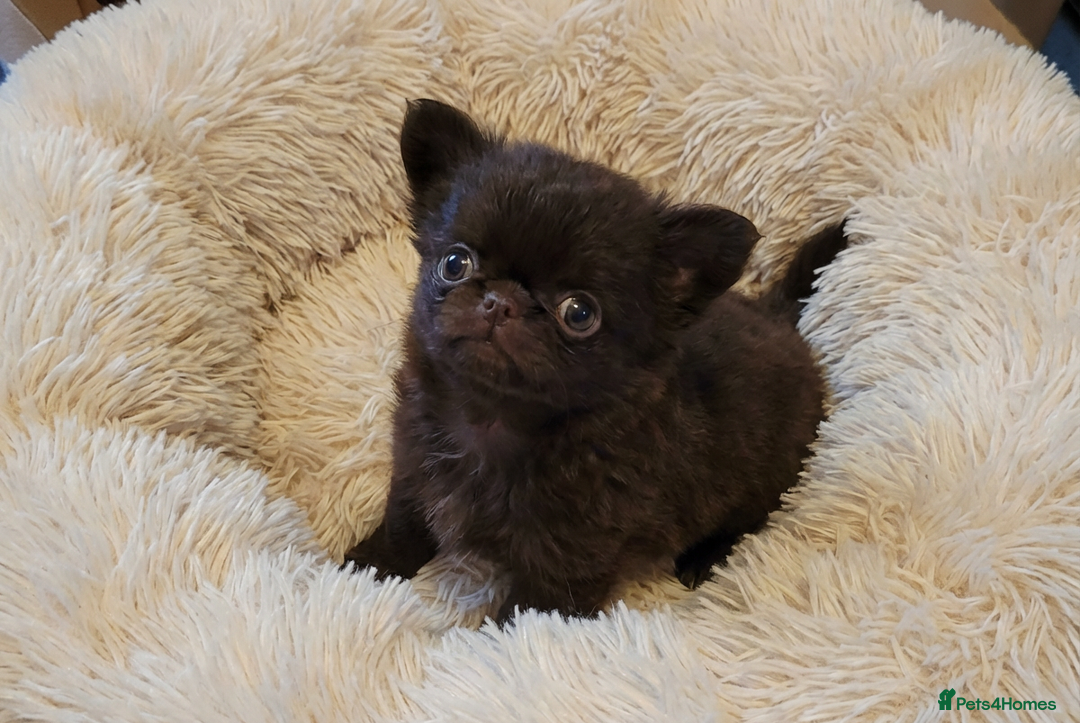 Chihuahua dogs for sale: XxQuality Chihuahua Chocolate Thai breeding pupsXx - Advert 29