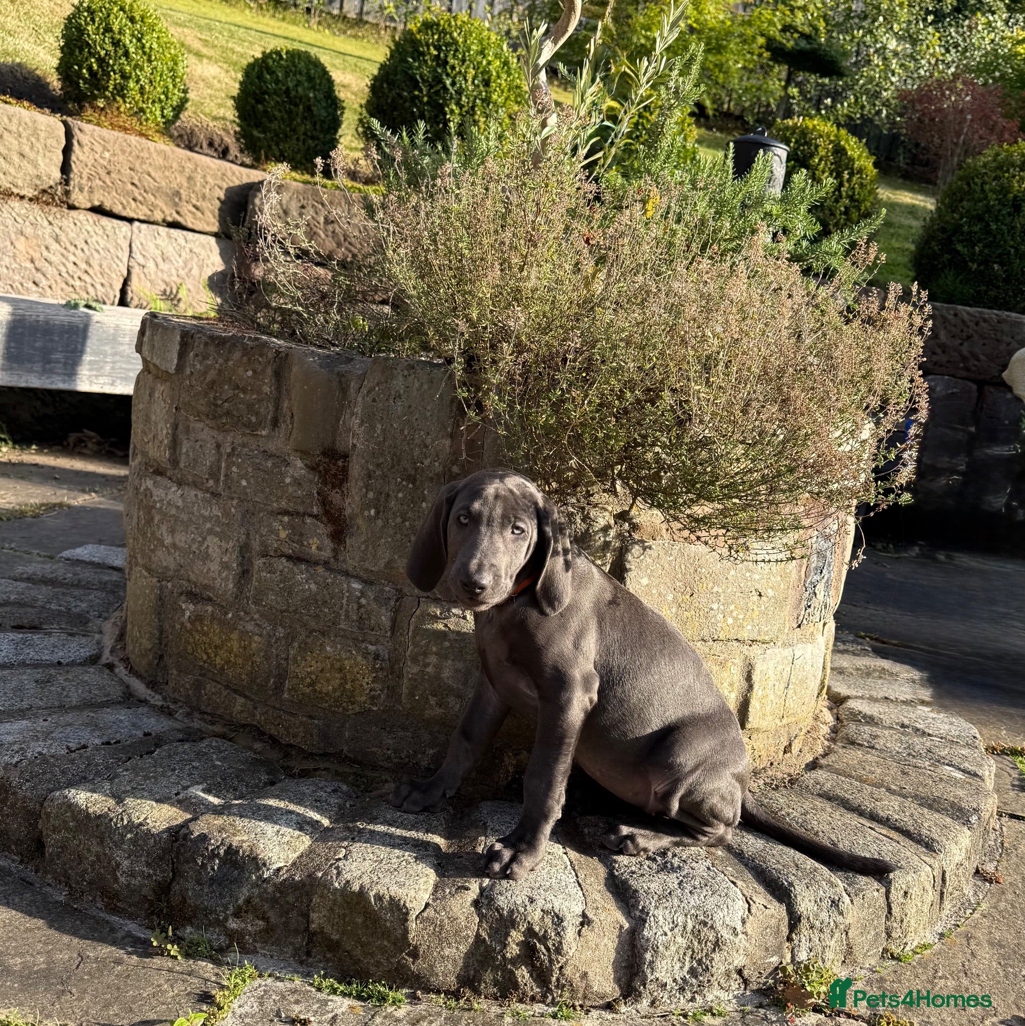 Weimaraner dogs KC Reg Weimaraner Puppies Silver & Blue - Advert 2