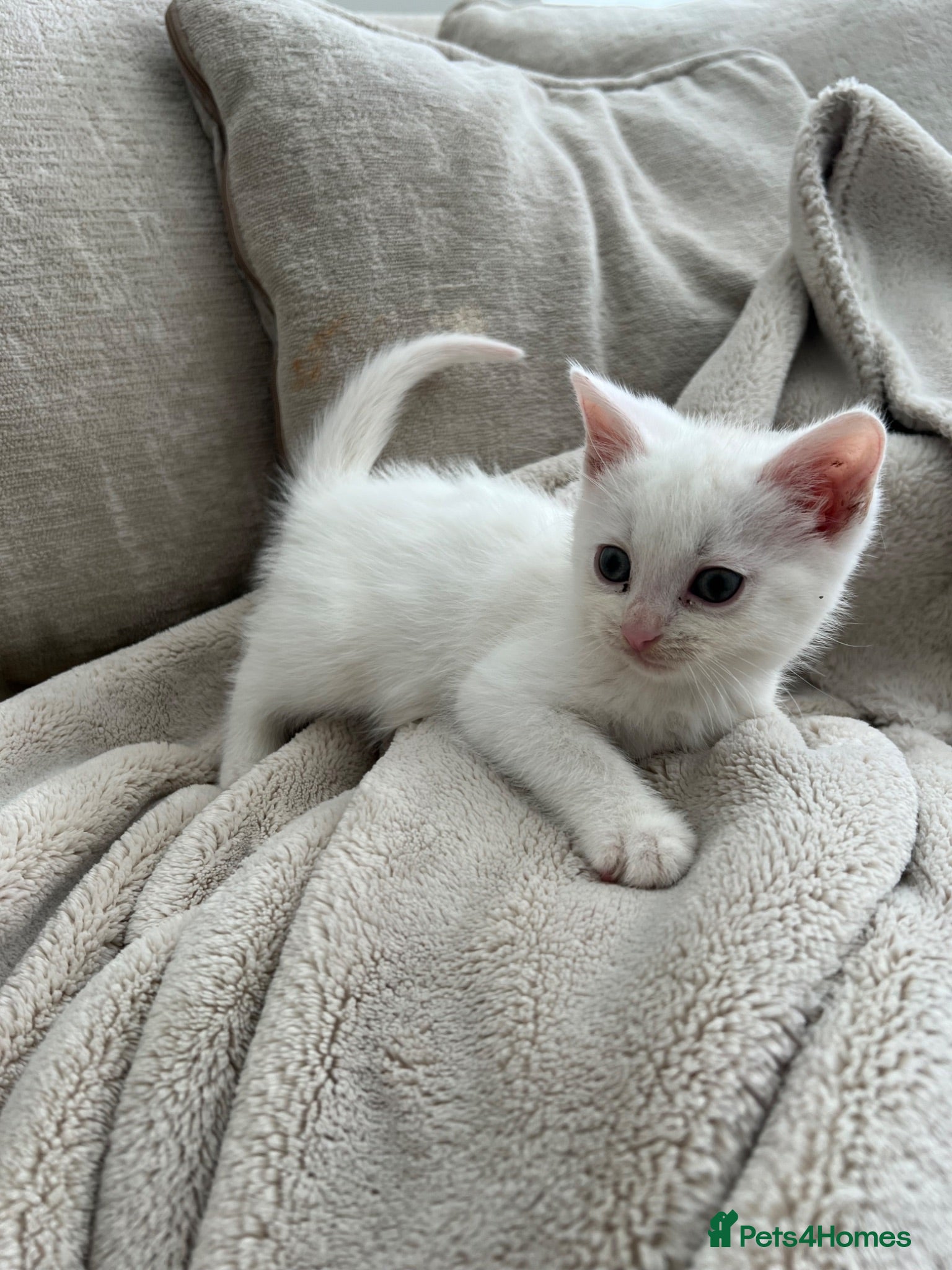 Mixed Breed cats Adorable white kitten  - Advert 1
