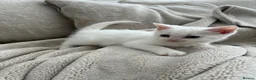 Mixed Breed cats for sale: Adorable white kitten  - Advert 1