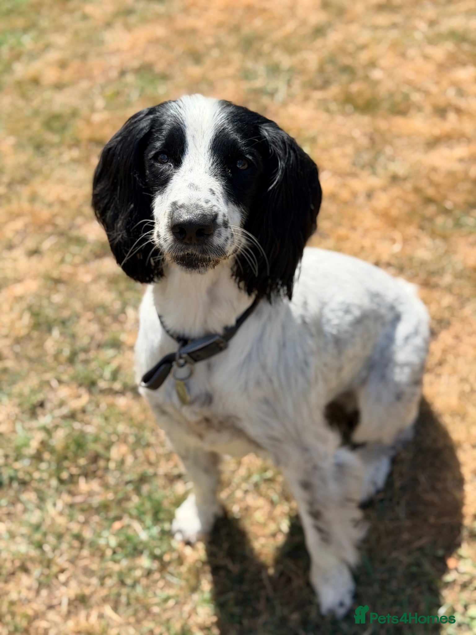 English Springer Spaniel dogs Beautiful English Springer Spaniel - Advert 2