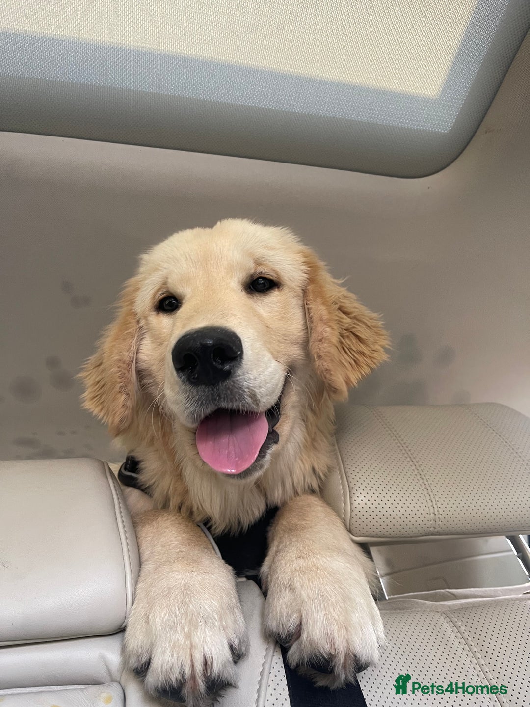 Golden Retriever dogs for sale: Golden retriever 10 months  - Image 2