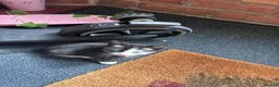 Domestic Shorthair cats for sale: Ms Smith  in Nottingham - Advert 11