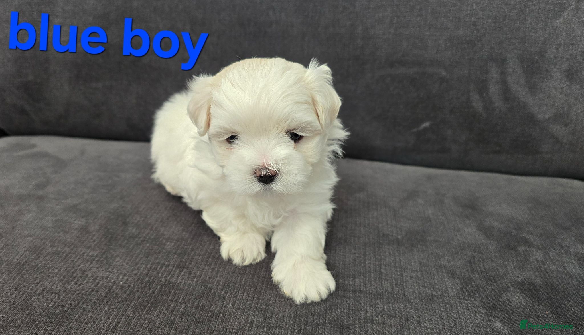 Maltese dogs ⭐️KC registered Maltese puppies⭐️ - Advert 1