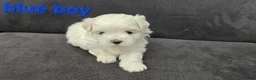 Maltese dogs for sale: ⭐️KC registered Maltese puppies⭐️ - Advert 22