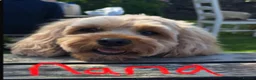 Cavapoo dogs for sale: F1b Cavapoo - Advert 20