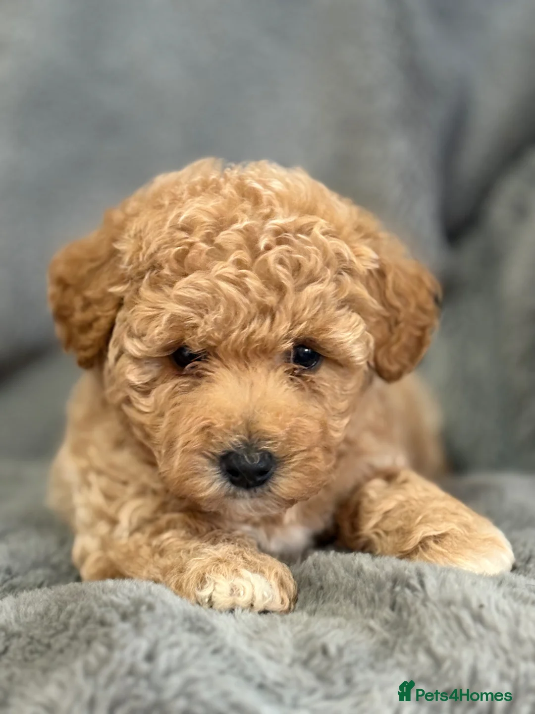 Poochon dogs for sale: Adorable Poochon Puppies  - Advert 1
