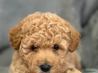 Poochon dogs Adorable Poochon Puppies - Advert 10