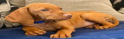 Hungarian Vizsla dogs for sale: 1 x KC registered Hungarian vizsla puppy £1600 - Advert 3