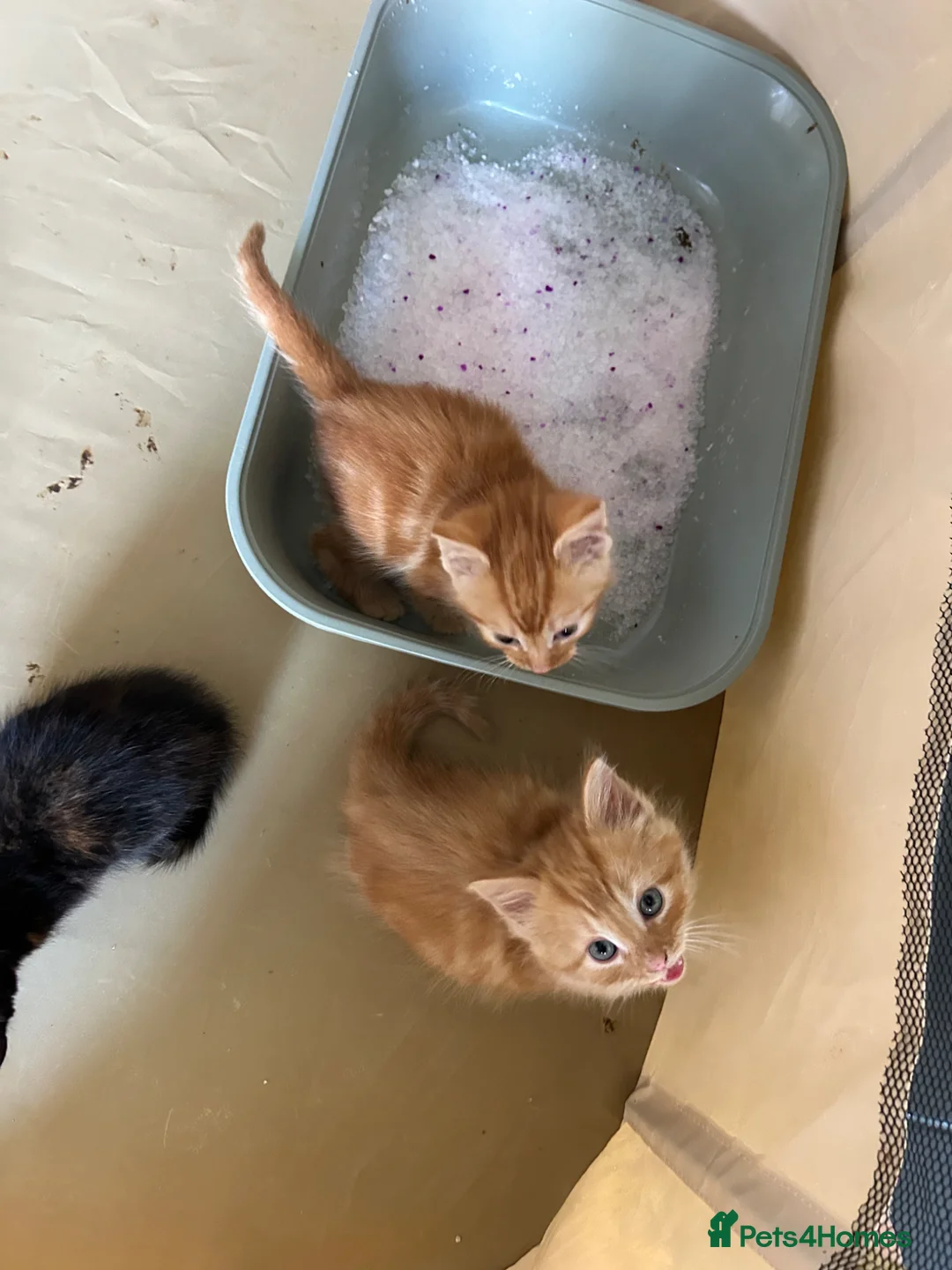 Mixed Breed cats for sale: 5 beautiful kittens  - Advert 27