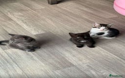 Domestic Shorthair cats for sale: Kittens available for adoption - Image 13